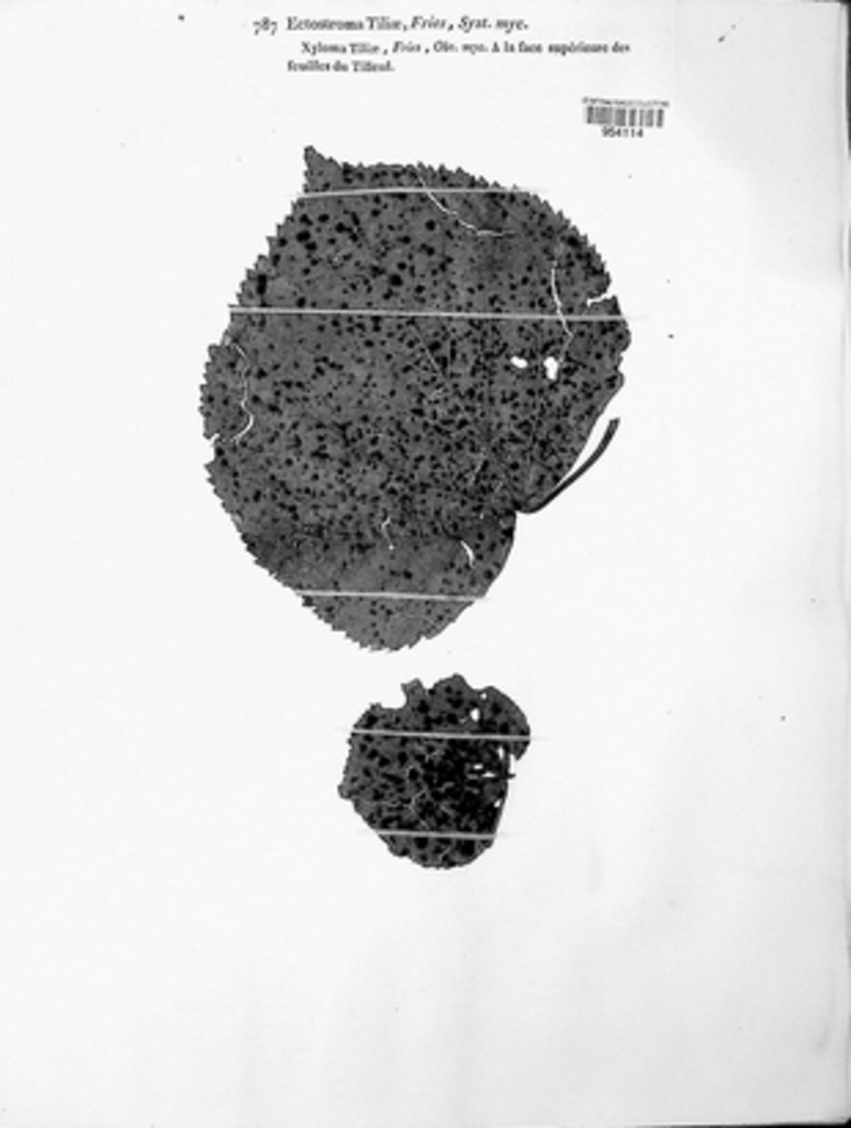 Ectostroma tiliae image